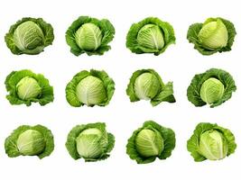 Cabbage collection isolated on white background with AI generated. photo