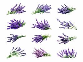 Lavender collection isolated on white background with AI generated. photo