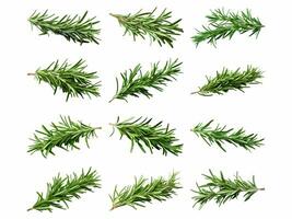 Rosemary collection isolated on white background with AI generated. photo