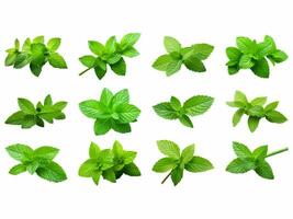 Mint collection isolated on white background with AI generated. photo