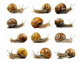 Snail collection isolated on white background with AI generated. photo