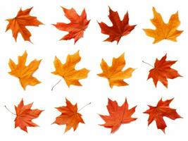 Maple leaf collection isolated on a white background with AI generated. photo