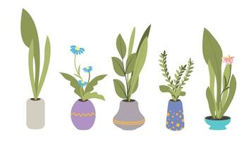 Set of indoor plants. Five plants with flowers and leaves in colorful flower pots. Flat vector illustration.