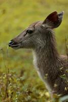 headshot of sambar deer in khao yai national park thailand photo