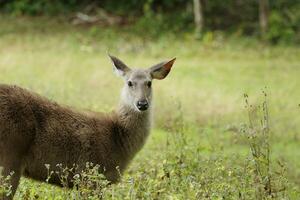 young female sambar deer in khao yai national park thailand photo