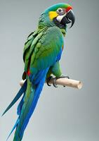 BlueWinged Macaw Isolated On A White Background. AI Generated photo