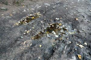 Muddy tracks with puddles on wet muddy surface in forest path photo