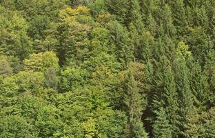 Texture of a mountain forest with many green trees. View from high photo