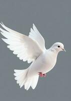 Dove Isolated On A White Background. AI Generated photo