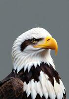 Bald Eagle Isolated On A White Background. AI Generated photo