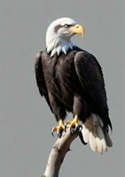 Bald Eagle Isolated On A White Background. AI Generated photo