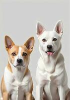 Two Dogs Isolated On A White Background. AI Generated photo