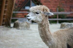 Llama alpaca in the zoo, fluffy and cute animal photo