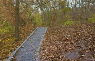 Beautiful Nature Autumn landscape. Scenery view on autumn city park with golden yellow foliage in cloudy day photo