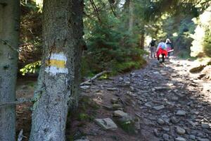Walking trail background. Yellow and white forest path on brown tree trunk. Guide sign made with paint on hiking trail. Symbol points right way to go photo