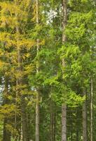 Photo of tree trunks of high forest trees that change color in early autumn