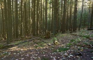 Amazing autumn forest in morning sunlight. Red and yellow leaves on trees in woodland photo