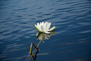 Beautiful white lotus flower and lily round leaves on the water after rain in river photo