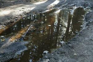 Muddy tracks with puddles on wet muddy surface in forest path photo