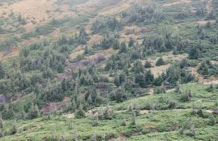 Hilly mountains terrain with fir trees and rough relief. Coniferous forest in the foreground. Tourism, travel photo