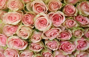 Bouquet of colorful roses as background, closeup. Pink flowers photo