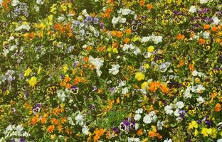 The texture of a large number of different colorful flowers planted in a flower bed photo