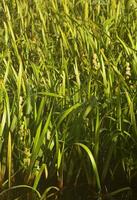 A lot of stems from green reeds. Unmatched reeds with long stems photo