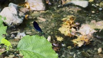 Dragon Fly helicopter Bug on Green Leaf video