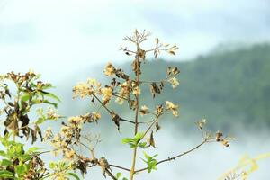 Flowers at the top of Bukit Biru Tenggarong against a background of bright blue skies, fog, and lush green forests. photo