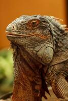 Head shot of a red iguana with a very cool bokeh background suitable for use as wallpaper, animal education, image editing material and others. photo