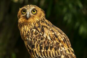 Head shot of an owl with a very cool bokeh background suitable for use as wallpaper, animal education, image editing material and so on. photo