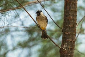 A Sooty-headed bulbul on a pine tree against a backdrop of a clear blue sky with beautiful thin clouds. photo