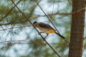 A Sooty-headed bulbul on a pine tree against a backdrop of a clear blue sky with beautiful thin clouds. photo