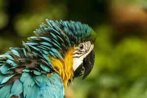 Headshot of a blue, green and yellow Macaw with a very cool bokeh background suitable for use as wallpaper, animal education, image editing material and so on. photo