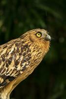 Head shot of an owl with a very cool bokeh background suitable for use as wallpaper, animal education, image editing material and so on. photo