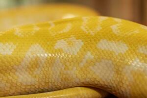 Disparo de el cuerpo modelo de un albino pitón con un muy frio bokeh antecedentes adecuado para utilizar como fondo de pantalla, animal educación, imagen edición material y entonces en. foto