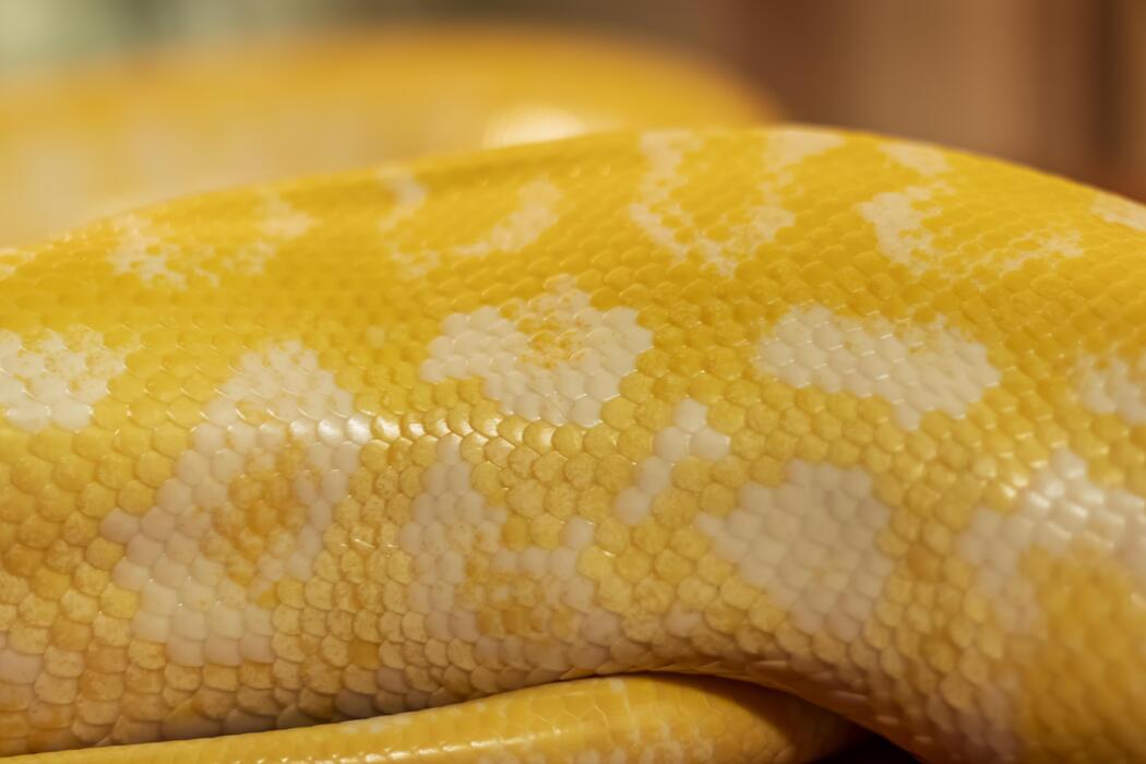 Python Stock Photos, Images and Backgrounds for Free Download