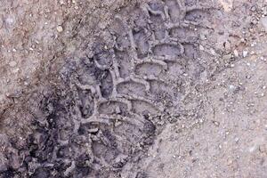 Wheel track on mud. Traces of a tractor or heavy off-road car on brown mud in wet meadow photo