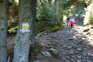 Walking trail background. Yellow and white forest path on brown tree trunk. Guide sign made with paint on hiking trail. Symbol points right way to go photo