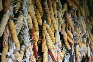 Dried corn cobs. Dried Corns hanging on rustic wall photo