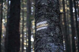 Walking trail background. Yellow and white forest path on brown tree trunk. Guide sign made with paint on hiking trail. Symbol points right way to go photo