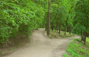 divergencia de caminos en el bosque. encrucijada entre muchos árboles foto