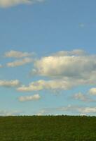 un paisaje rural con un campo verde de girasoles tardíos bajo un cielo azul nublado foto