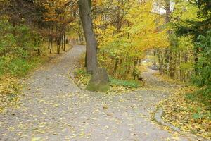 Beautiful Nature Autumn landscape. Scenery view on autumn city park with golden yellow foliage in cloudy day photo