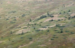 Hilly mountains terrain with fir trees and rough relief. Coniferous forest in the foreground. Tourism, travel photo