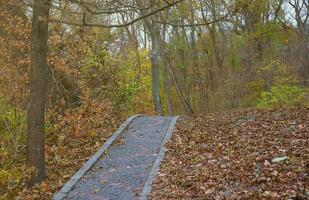 Beautiful Nature Autumn landscape. Scenery view on autumn city park with golden yellow foliage in cloudy day photo