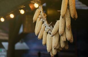 Dried corn cobs. Dried Corns hanging on rustic wall photo