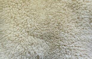 Sheep fur texture, white or gray animal patterns for nature background photo