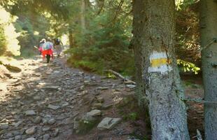 Walking trail background. Yellow and white forest path on brown tree trunk. Guide sign made with paint on hiking trail. Symbol points right way to go photo