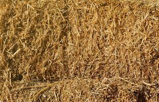 Dry hay straw yellow background texture. Dry rice straw texture for background and design, hay bale pattern in sunlight photo